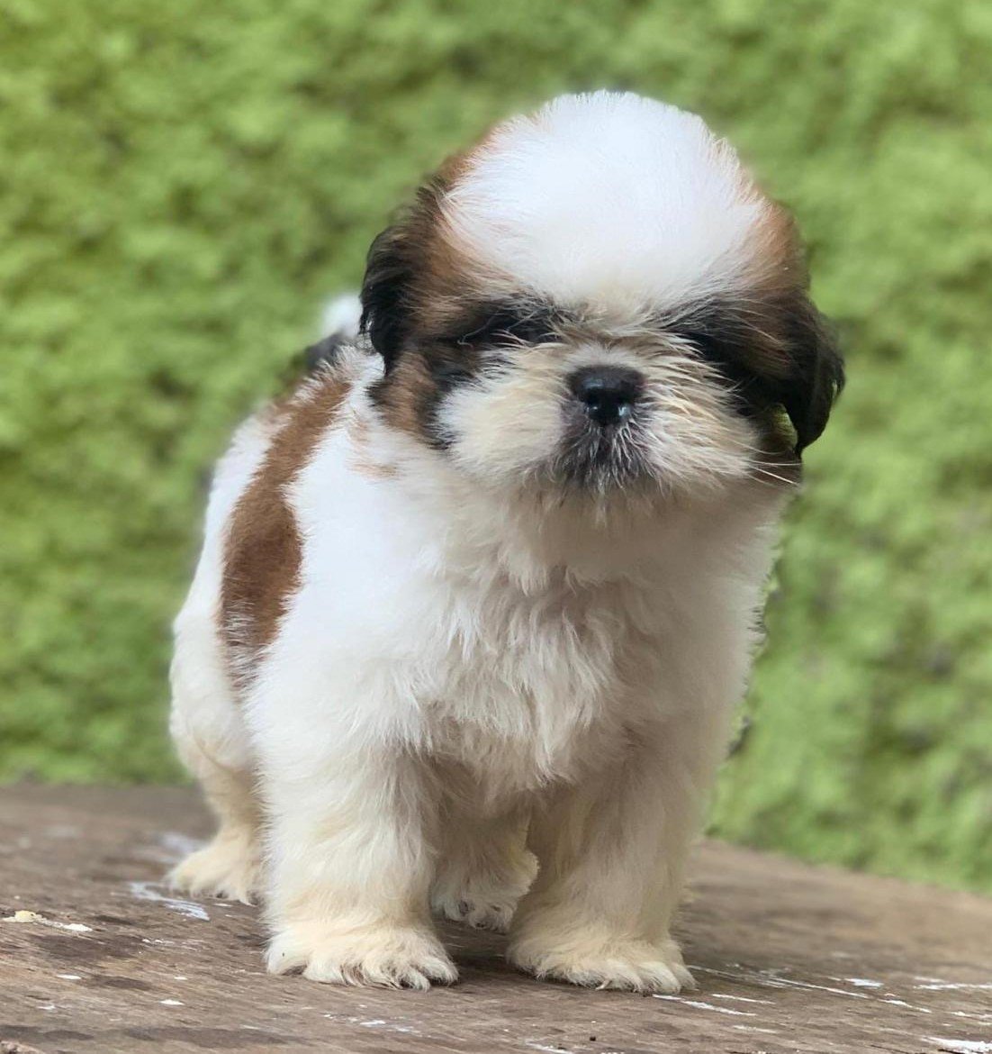 Buy Male Shih Tzu Puppy from Hyderabad